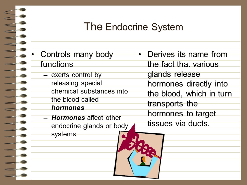 The Endocrine System Controls many body functions exerts control by releasing special chemical substances